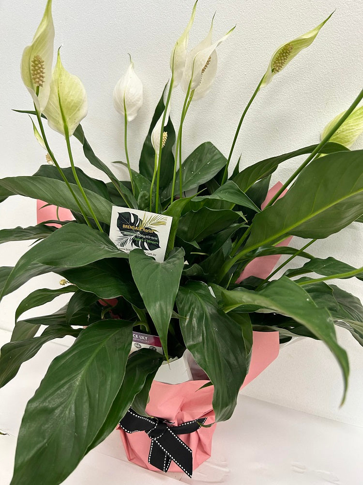 potted peace lilly plant delivered brendale, POTTED PLANT DELIVERy brisbane, brisbane plant delivery, brendale platn delivery, strathpine plant delivery, eatons hill speace lillydelivery, brendale peace lilly plant delivery, petrie pland delivery, lawnton plant delivery, cashmere plant delivery, warner plant delivery