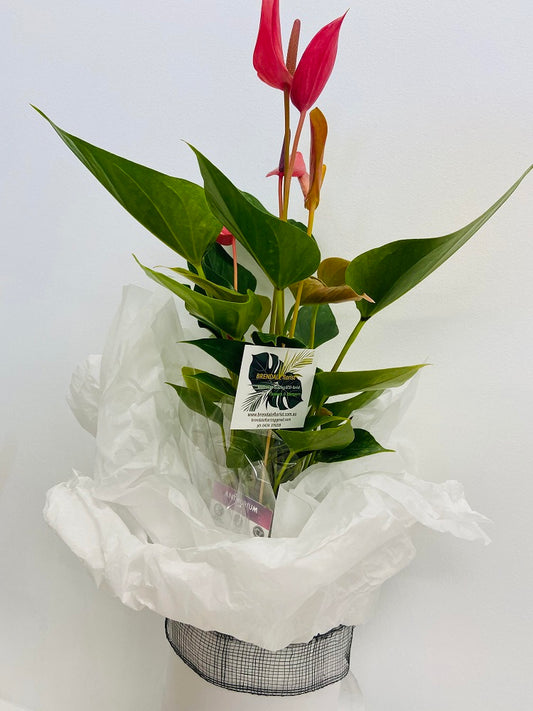 ANTHURIUM POTTED from $66.95