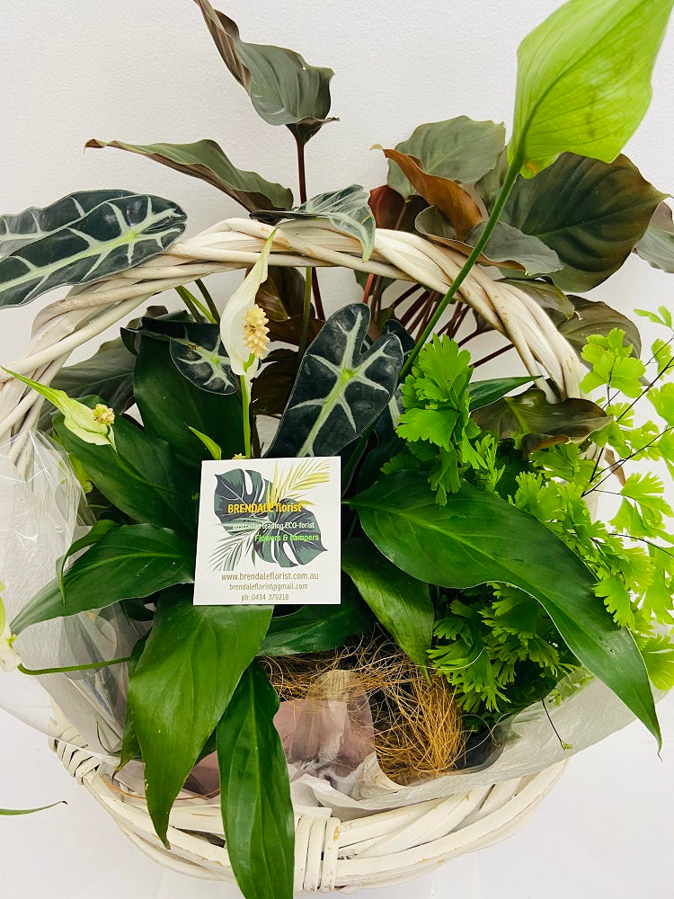 plant hampers brendale, plant delivery northside brisbane, strathpine plant delivery, eatons hill plant delivery, bracken ridge plant delivery, plant delivery brisbane, plant hampers brisbane