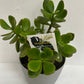 potted plant delivered brendale, POTTED PLANT DELIVERy brisbane, brisbane plant delivery, brendale platn delivery, strathpine plant delivery, eatons hill succulents delivery, brendale succulent plant delivery, petrie pland delivery, lawnton plant delivery, cashmere plant delivery, warner plant delivery