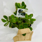 potted plant delivered brendale, POTTED PLANT DELIVERy brisbane, brisbane plant delivery, brendale platn delivery, strathpine plant delivery, eatons hill succulents delivery, brendale succulent plant delivery, petrie pland delivery, lawnton plant delivery, cashmere plant delivery, warner plant delivery